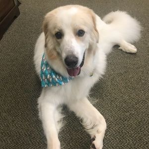 Meet your Posher, Regan